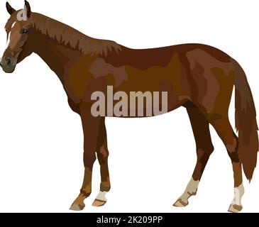 Pferd realistische Symbol Vektor Illustration wild Tier. Stock Vektor