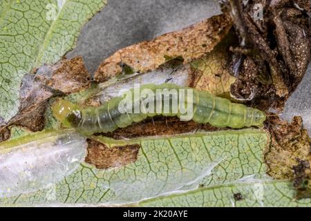 Hellbraune Apfelschwalbe (Epiphyas postvittana) Raupe, die sich auf dem Common Hop (Humulus lupulus) Blatt in Suffolk, Großbritannien, ernährt Stockfoto