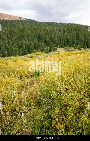 Ecoregion der südlichen Rocky Mountains, montanes Ökosystem, Guanella Pass Road, Pike National Forest, Colorado, USA Stockfoto