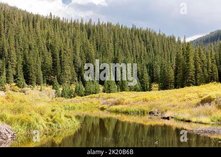 Ecoregion der südlichen Rocky Mountains, montanes Ökosystem, Guanella Pass Road, Pike National Forest, Colorado, USA Stockfoto