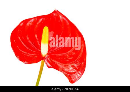 Anthurium- oder Flamingoblüten in Weiß isoliert Stockfoto