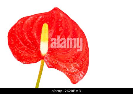 Anthurium- oder Flamingoblüten in Weiß isoliert Stockfoto