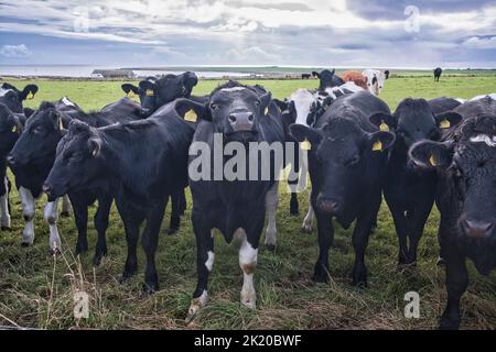 Eine Herde Kühe blickt über die Wand auf die Kamera in der Landschaft von Orkney Stockfoto
