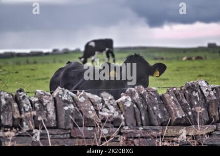 Eine Kuh, die über die Wand auf die Kamera in der Landschaft von Orkney blickt Stockfoto