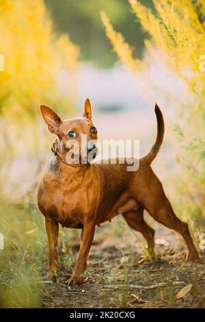 Brown Min Pin, miniature, pincher, Pinscher, Zwergpinscher Posing Outdoor in Sunny Summer Evening. Hündin Pinscher Beim Blick Auf Die Kamera Stockfoto