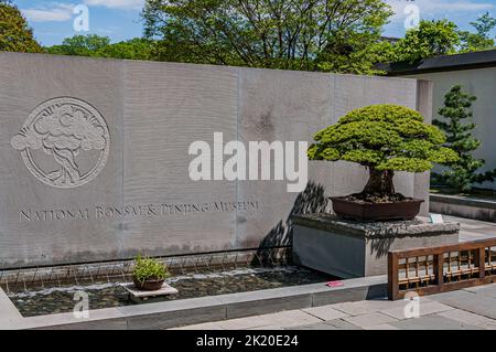 National Bonsai and Penjing Museum, Washington, DC USA, Washington, District of Columbia Stockfoto