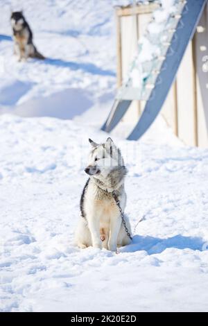Schlittenhunde in der Stadt Ilulissat - Grönland. Schlittenhund - 7000 Schlittenhunde in der Stadt Ilulissat, in der Stadt mit einer Bevölkerung von 4500 Menschen, Grönland Stockfoto