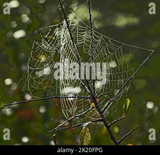 Ein wunderschönes Spinnennetz mitten in der Natur mit Tau an einem nebligen Morgen Stockfoto