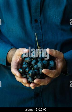 Der Mann im blauen Hemd hat blaue Trauben in den Händen Stockfoto