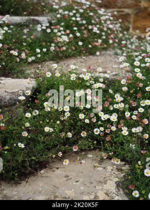 Gänseblümchen wachsen auf Steinstufen, Canons Ashby House, Northamptonshire Stockfoto