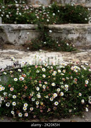 Gänseblümchen wachsen auf Steinstufen, Canons Ashby House, Northamptonshire Stockfoto