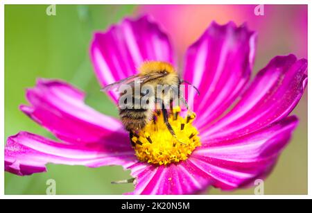 Gemeine Carderbiene (,Bombus pascuorum ) sammelt Pollen von einem zweifarbigen Kosmos-Blütenkopf ( Cosmos bipinnatus) . Stockfoto