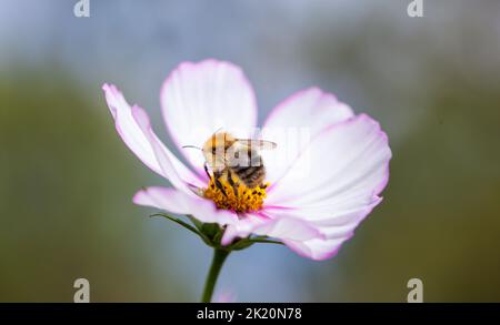 Gemeine Carderbiene (,Bombus pascuorum ) sammelt Pollen von einem zweifarbigen Kosmos-Blütenkopf ( Cosmos bipinnatus) . Stockfoto