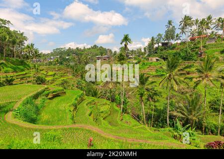 TEGALALANG, UBUD, BALI, INDONESIEN: Die Landschaft der Reisfelder. Reisterrassen berühmter Ort Tegallalang in der Nähe von Ubud. Die Insel Bali in indonesien in Stockfoto