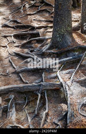 Knarrige alte Baumwurzeln; Sunwapta Falls; Jasper National Park; Alberta; Kanada Stockfoto