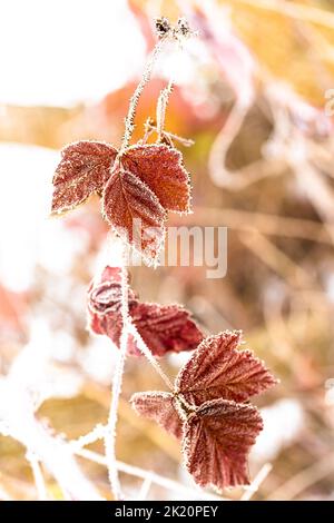 Nahaufnahme eines gefrorenen roten Blattes im Winter, bedeckt von wunderschönen Eiskristallen Stockfoto