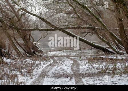 Reifenspuren auf einer verschneiten Straße im Wald Stockfoto