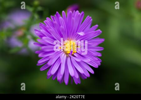 Symphyotrichum purpurea Nahaufnahme. Im Garten blühten wunderschöne, leuchtend violette Herbstblumen. Natürliche Blumen Makro Hintergrund. Weicher Fokus, Bewegung BL Stockfoto