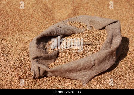 Nahaufnahme von natürlichen goldenen Weizenspitzen und Vollkornkörnern im Jute-Sack mit Weizenkörnern Hintergrund. Getreideernte. Zutat für die Herstellung von Brot. Agri Stockfoto