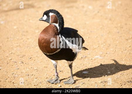 Single Mandarin Ente Aix galericulata Cotswold Wildflie Park, Burford, Großbritannien Stockfoto