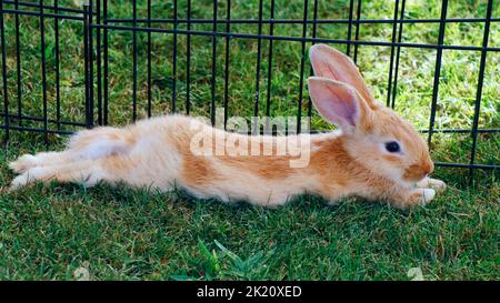 Kleines braunes Kaninchen oder Hase im Liegen auf grünem Gras Stockfoto