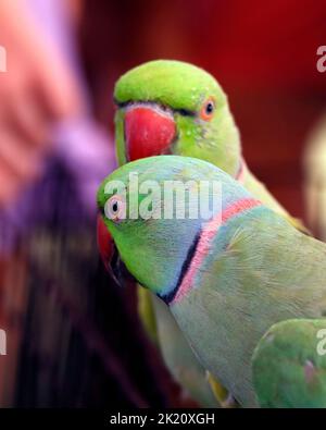 Schönes Paar grüner Ringhalspapagei oder Sittich aus nächster Nähe Stockfoto