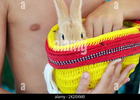 Kleiner brauner Hase oder Hase, der in einem kleinen gelben Korb sitzt Stockfoto