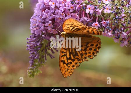 Silbergewaschene Fritillarie, die sich am Nektar von Buddleia-Blüten ernährt. Hertfordshire, England, Großbritannien. Stockfoto