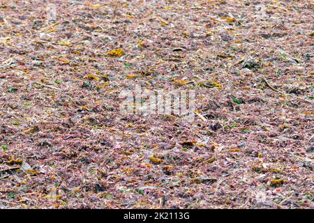 Sargassum, Strandpflanzen, die für kosmetische Industrie und landwirtschaftliche Zwecke verwendet werden. Sargaço Apúlia. Ozean Naturdünger für Bio-Landwirtschaft. Stockfoto