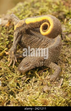 Vertikale Nahaufnahme auf einem weiblichen italienischen Haubenmolch, Triturus carnifex in Anti-Raubtier-Position Stockfoto