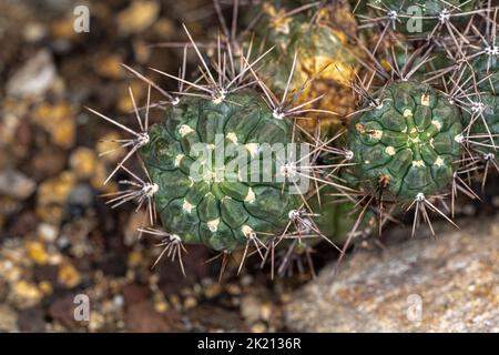 Nahaufnahme eines chilenischen Kaktus (Eriosyce subgibbosa) Stockfoto