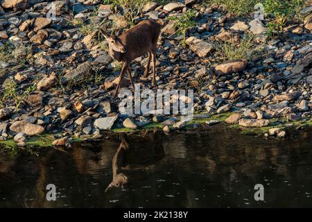 Hind im Monfrague National Park. Extremadura. Spanien. Stockfoto