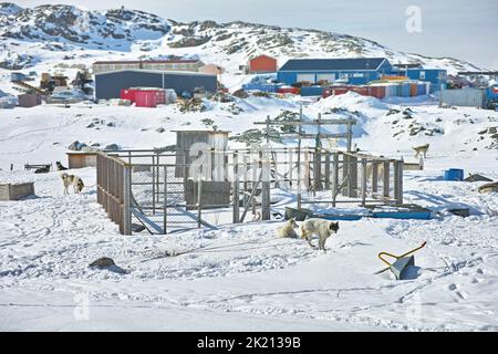 Schlittenhunde in der Stadt Ilulissat - Grönland. Schlittenhund - 7000 Schlittenhunde in der Stadt Ilulissat, in der Stadt mit einer Bevölkerung von 4500 Menschen, Grönland Stockfoto