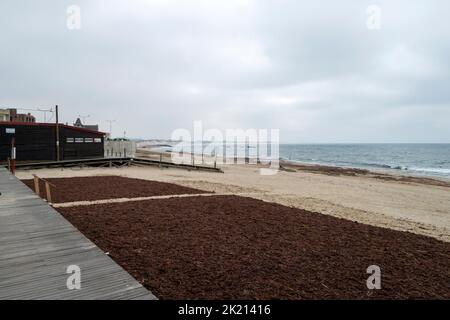 Sargassum, Strandpflanzen, die für kosmetische Industrie und landwirtschaftliche Zwecke verwendet werden. Sargaço Apúlia. Ozean Naturdünger für Bio-Landwirtschaft. Stockfoto