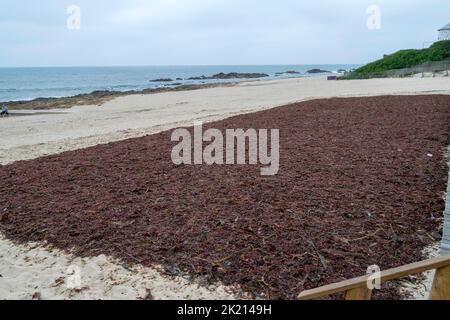 Sargassum, Strandpflanzen, die für kosmetische Industrie und landwirtschaftliche Zwecke verwendet werden. Sargaço Apúlia. Ozean Naturdünger für Bio-Landwirtschaft. Stockfoto