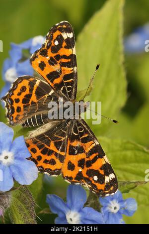Bunte vertikale Nahaufnahme auf einer bunten Karte Schmetterling, Araschnia levan mit offenen Flügeln auf blauer Blume Stockfoto