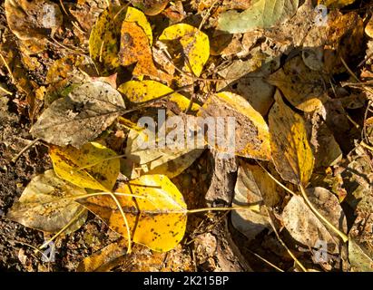 Der Herbst verlässt den Edworthy Park Calgary Alberta Stockfoto