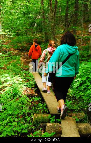 Eine Familie wandert gerne durch den Wald und überquert Holzplanken auf dem Appalachian Trail, Mt Greylock Reservation Stockfoto