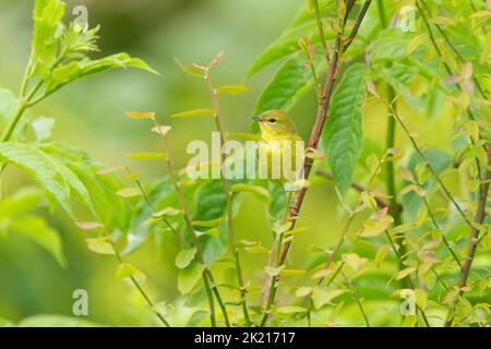 Im Mai thront der Orangebratene Waldsänger (Leiothlypis celata) in einem Garten in Nanaimo, Vancouver Island, BC, Kanada, auf einem Baum Stockfoto