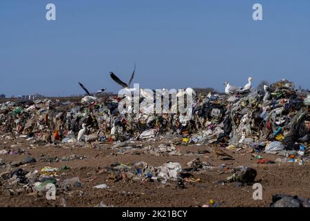 Eine Nahaufnahme von nicht recycelbarem Müll, der in die Natur geworfen wurde und über den Vögel flogen - Verschmutzung Stockfoto