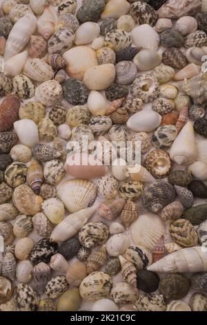 Verschiedene Muscheln auf sandfarbenem Hintergrund. Stockfoto