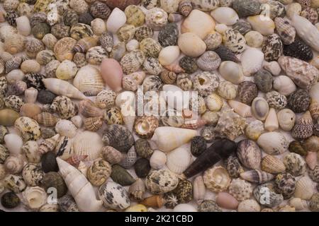 Verschiedene Muscheln auf sandfarbenem Hintergrund. Stockfoto