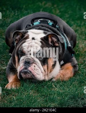 Eine englische Bulldogge, die auf dem Gras liegt Stockfoto