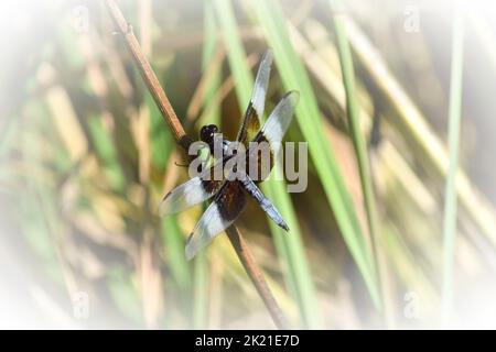 Im Spätsommer ruht die Fliege auf einem Blütenstiel in einer Prärie. Stockfoto