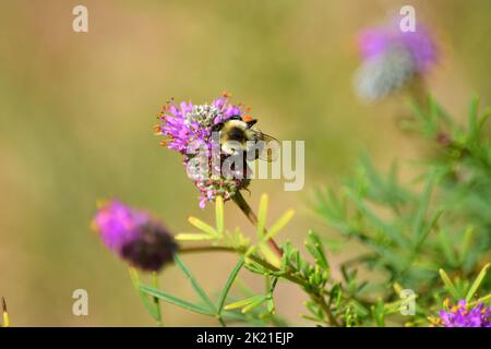 Nahaufnahme einer Hummel auf einer Kleeblüte. Stockfoto