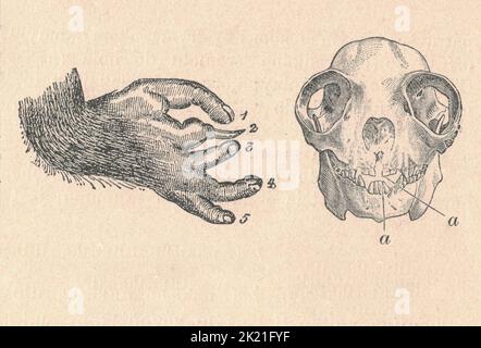 Antike gravierte Illustration eines Prosimians-Beines und Schädels. Vintage Illustration eines Prosimians Bein und Schädel. Antikes graviertes Bild eines Prosimians-Beins und Schädels. Einschließlich Figurenlegende. Stockfoto