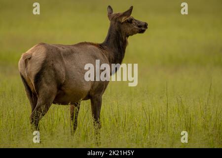 Cow Elk steht auf einem Grasfeld und blickt in die Ferne im Great Smoky Mountains National Park Stockfoto