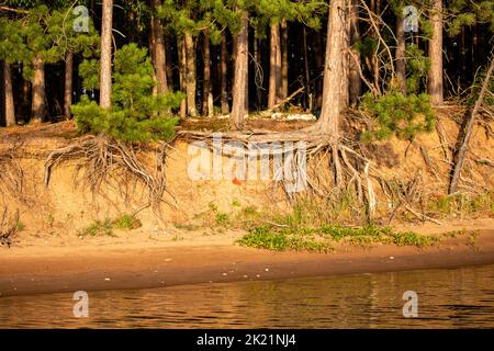 Rote Kiefernbaumwurzeln, die von der Wassererosion am Lake Nokomis in Tomahawk, Wisconsin, horizontal, zeigen Stockfoto