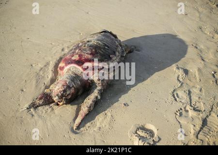 Gaza, Palästina. 21. September 2022. Eine große Meeresschildkröte, die am Strand westlich von Gaza City gesehen wurde. Kredit: SOPA Images Limited/Alamy Live Nachrichten Stockfoto