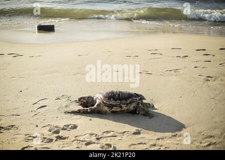 Gaza, Palästina. 21. September 2022. Eine große Meeresschildkröte, die am Strand westlich von Gaza City gesehen wurde. Kredit: SOPA Images Limited/Alamy Live Nachrichten Stockfoto